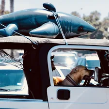 brown short coated dog on blue and white car during daytime related to The Ultimate Guide to the Dog Shark Bed: A Unique and Fascinating Pet Bed