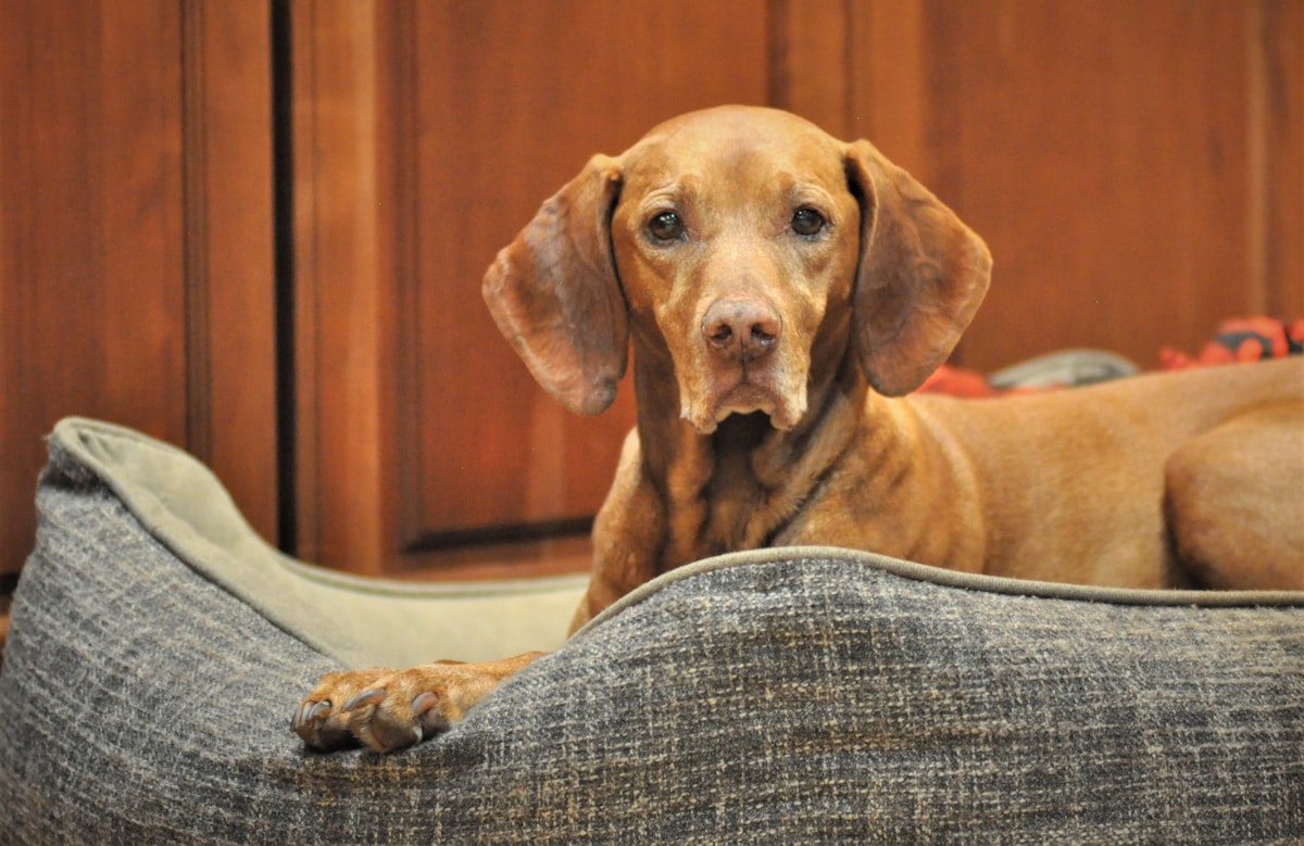 brown short coated dog on gray textile related to Snuggle Up! DIY Dog Beds for Every Paw-some Pup