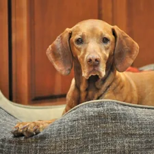 brown short coated dog on gray textile related to Snuggle Up! DIY Dog Beds for Every Paw-some Pup