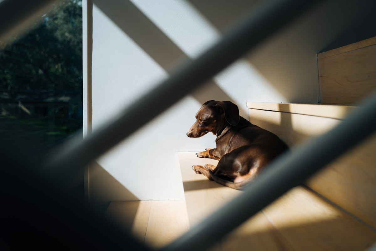 brown short coated dog on white ceramic floor tiles related to Navigating Your Furry Friend's Sleep: Everything You Need to Know About Dog Steps for Bed