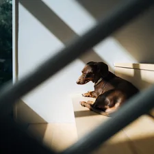 brown short coated dog on white ceramic floor tiles related to Navigating Your Furry Friend's Sleep: Everything You Need to Know About Dog Steps for Bed