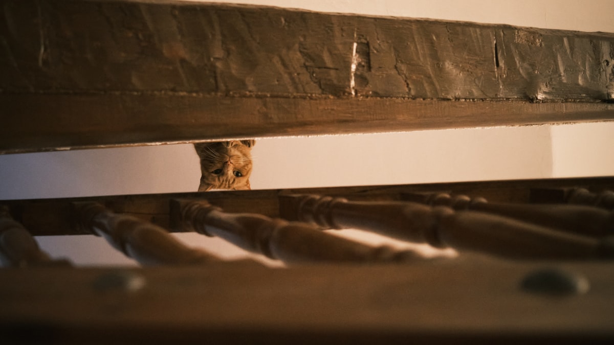 brown tabby cat on brown wooden staircase related to Standard Dimensions: What is the Width of a Full Bed Frame?