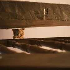 brown tabby cat on brown wooden staircase related to Standard Dimensions: What is the Width of a Full Bed Frame?