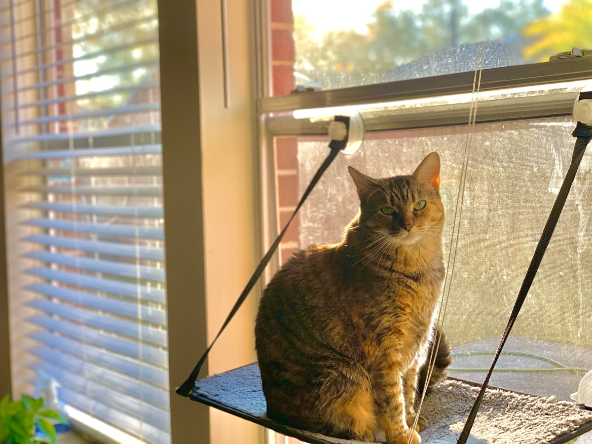 brown tabby cat sitting on window related to Relax in Style: The Ultimate Guide to Cat Hammock Beds