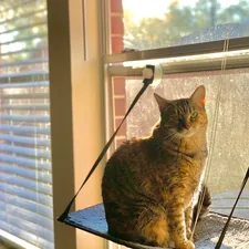 brown tabby cat sitting on window related to Relax in Style: The Ultimate Guide to Cat Hammock Beds