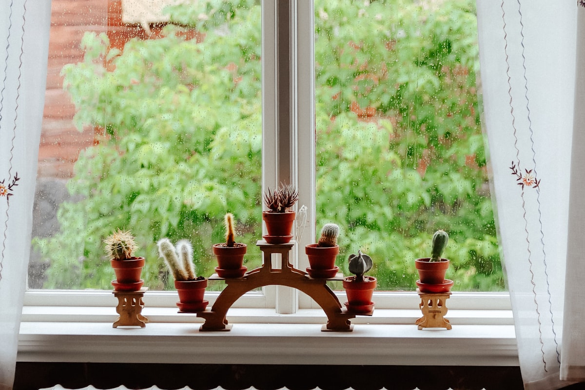 Cacti sit on a windowsill in front of a green view. related to Kitchen Valances for Windows: Elevate Your Window Decor