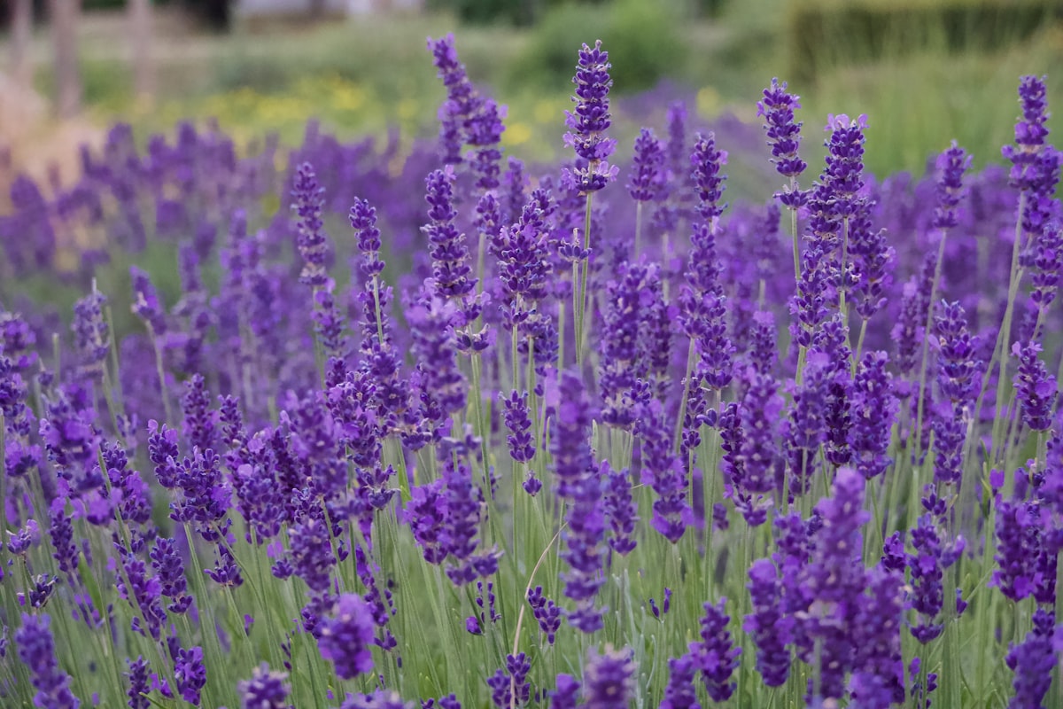 can you smell this picture too? related to Lavender Valances: Adding a Touch of Calm to Your Windows