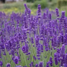 can you smell this picture too? related to Lavender Valances: Adding a Touch of Calm to Your Windows