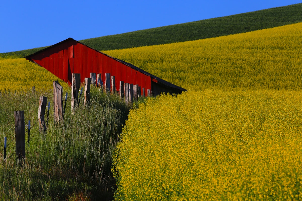 canola flowers by barn related to The Versatile Ballad of Valance: A Country Music Legacy Defined