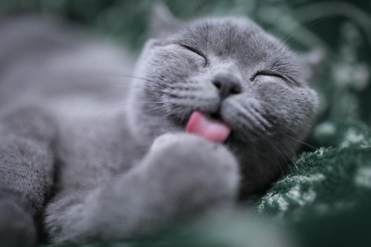 cat licking its paw related to Why Does My Cat Sleep on My Bed?