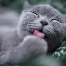 cat licking its paw related to Why Does My Cat Sleep on My Bed?