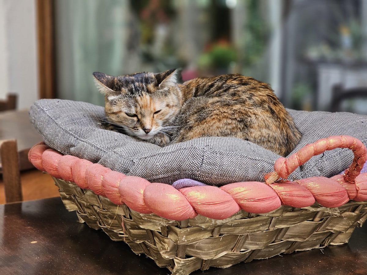 Cat resting in a basket. related to Creative DIY Pet Bed Ideas