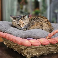 Cat resting in a basket. related to Creative DIY Pet Bed Ideas