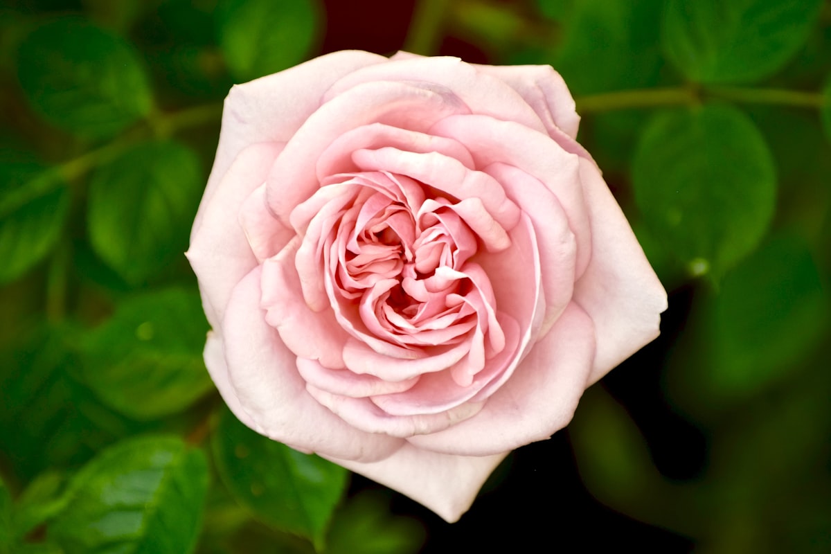 Charming pink rose related to Discover the Charm of Briar Rose Bed and Breakfast