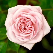 Charming pink rose related to Discover the Charm of Briar Rose Bed and Breakfast