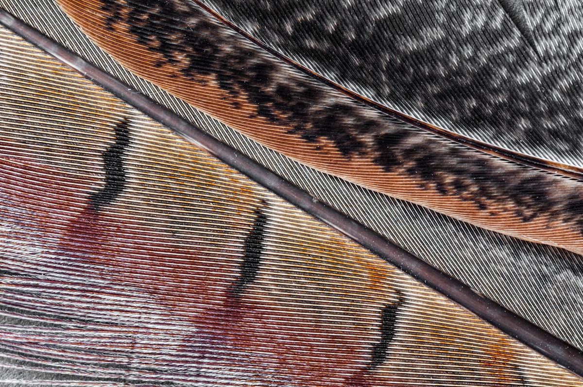 Close up of a pheasant feather, St. Helier, Jersey, Channel Islands related to Transform Your Bedroom with Feather Print Bedding