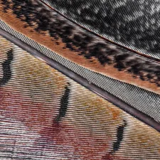 Close up of a pheasant feather, St. Helier, Jersey, Channel Islands related to Transform Your Bedroom with Feather Print Bedding
