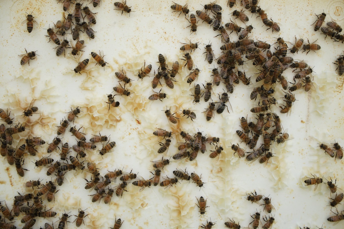 Close-up of bees on a white board related to Uncovering the Hidden World of Bed Bugs: A Visual Guide