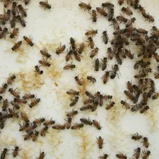 Close-up of bees on a white board related to Uncovering the Hidden World of Bed Bugs: A Visual Guide