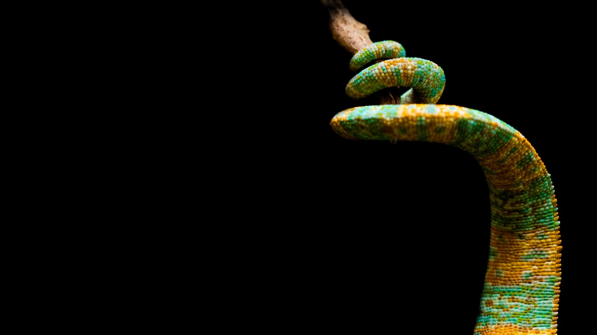 colored chameleon tail related to Creating a Sustainable Worm Bed