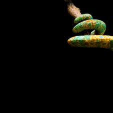colored chameleon tail related to Creating a Sustainable Worm Bed