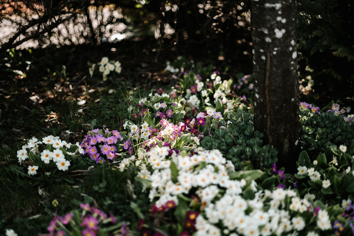 Colorful flowers bloom beneath a tree's shade. related to Illuminate Your Garden: The Magic of Flower Bed Lights