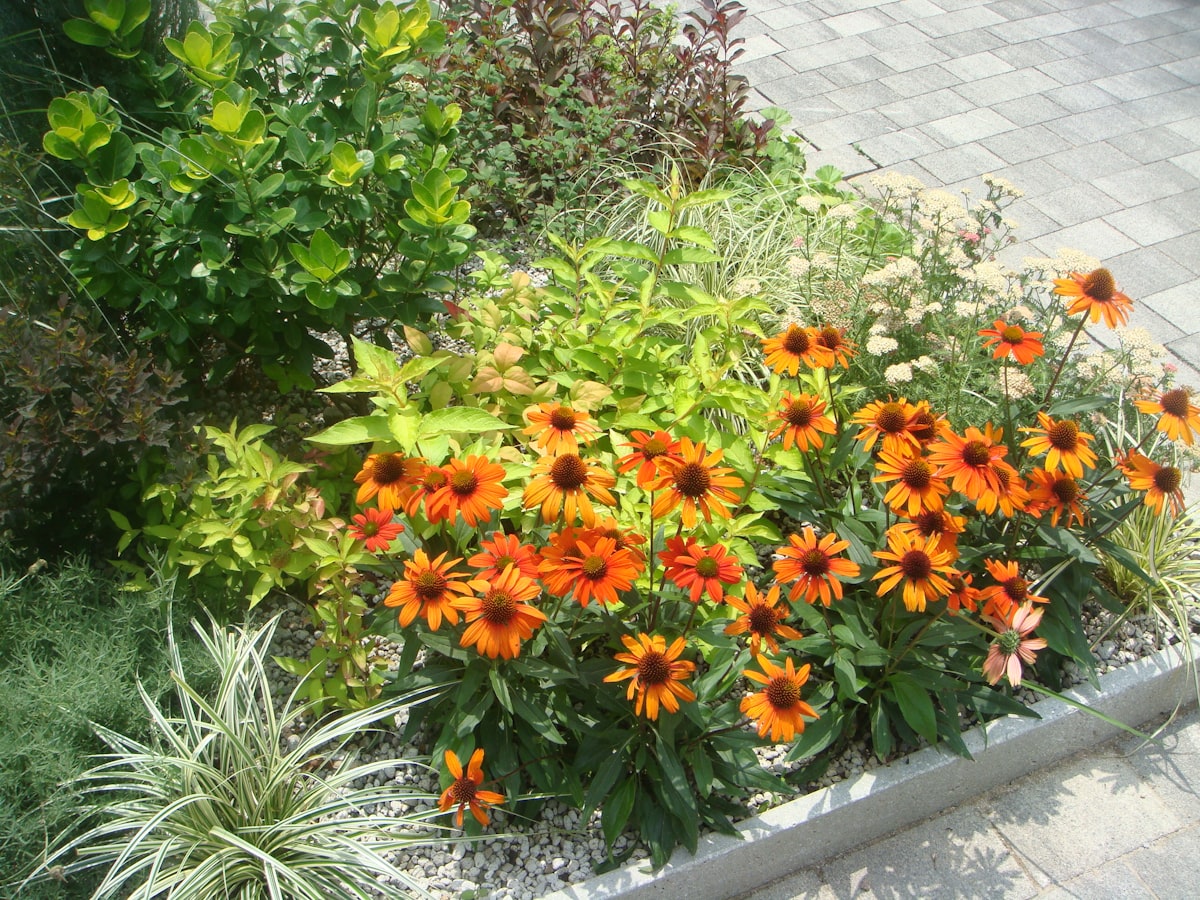 Colorful garden bed with orange coneflowers and diverse green foliage. related to Enhancing Your Garden with Edging