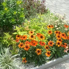 Colorful garden bed with orange coneflowers and diverse green foliage. related to Enhancing Your Garden with Edging
