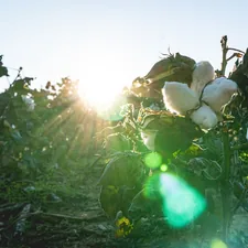 Cotton Plant related to The Benefits of Choosing Organic Cotton Coverlets