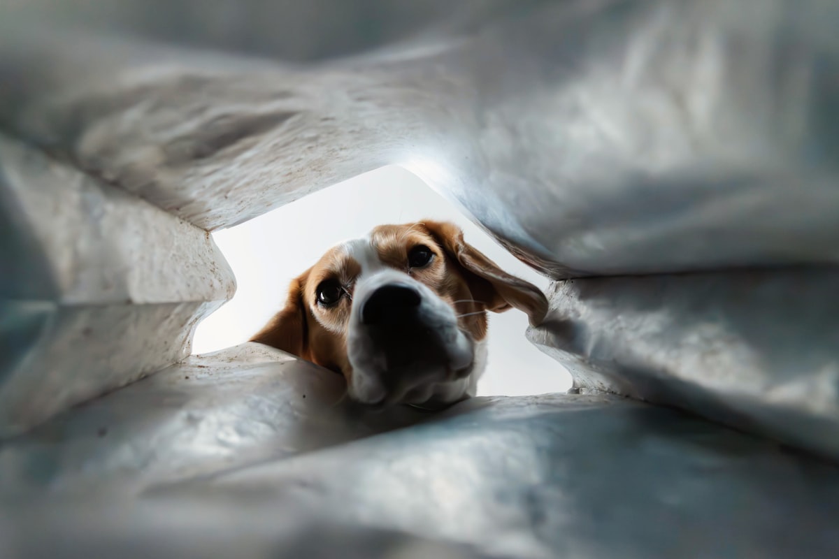 Curious Dog Peeking Into a Bag – Beagle's Funny Perspective related to Dog Proof Coverlet: The Ultimate Guide