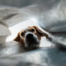 Curious Dog Peeking Into a Bag – Beagle's Funny Perspective related to Dog Proof Coverlet: The Ultimate Guide