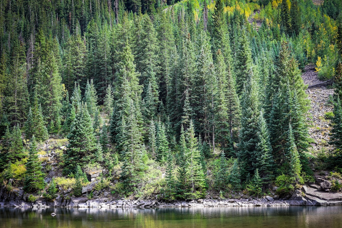 Dense pine forest on a rocky hillside overlooking water related to Discover the Beauty of Pine Creek Bedding: A Natural Touch for Your Bedroom