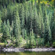 Dense pine forest on a rocky hillside overlooking water related to Discover the Beauty of Pine Creek Bedding: A Natural Touch for Your Bedroom