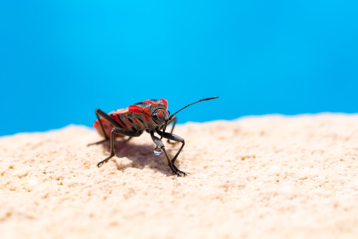 Digging through old photos and I found this macro shot of a Cinnamon Bug (Corizus hyoscyami) on the poolside of our Villa. I really like this photo because of the colour harmony between the Red & Black, the Red & Blue and the Blue & Cream colours. Feel like I got very lucky to get a harmonious triad in a single photo ;)  related to Unveiling the Hidden Truth: What Color Are Bed Bugs?