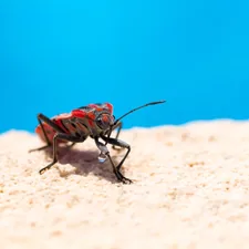Digging through old photos and I found this macro shot of a Cinnamon Bug (Corizus hyoscyami) on the poolside of our Villa. I really like this photo because of the colour harmony between the Red & Black, the Red & Blue and the Blue & Cream colours. Feel like I got very lucky to get a harmonious triad in a single photo ;)  related to Unveiling the Hidden Truth: What Color Are Bed Bugs?