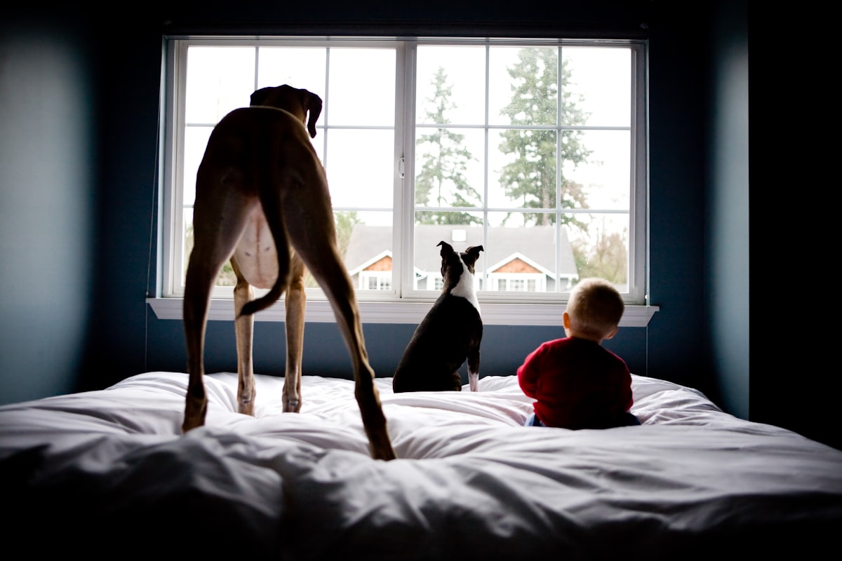 Dog and baby watch the outside world together. related to Comfortable Canine Slumber: Dog Beds for Great Danes