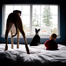 Dog and baby watch the outside world together. related to Comfortable Canine Slumber: Dog Beds for Great Danes