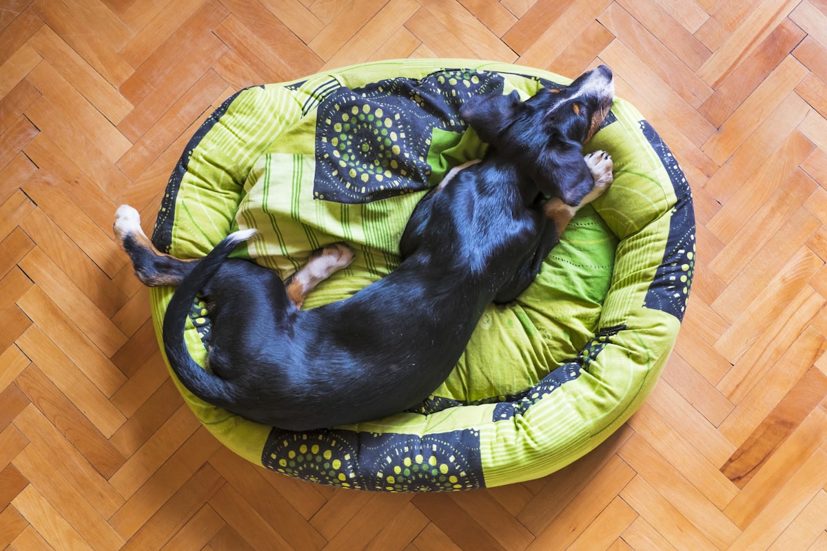dog,pet,bed,animal,sleep,cute,comfortable,dog bed,dog sleeping,dog relaxing,puppy sleeping,tired dog related to Affordable Comfort: Top Picks for Cheap Dog Beds