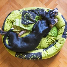 dog,pet,bed,animal,sleep,cute,comfortable,dog bed,dog sleeping,dog relaxing,puppy sleeping,tired dog related to Affordable Comfort: Top Picks for Cheap Dog Beds