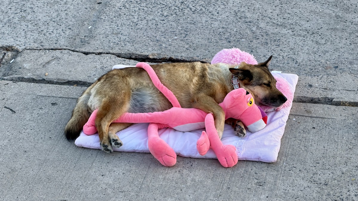 Dog sleeping on pink pillow, hugging pink panther toy. related to The Ultimate Guide to Choosing the Perfect Girl Dog Beds