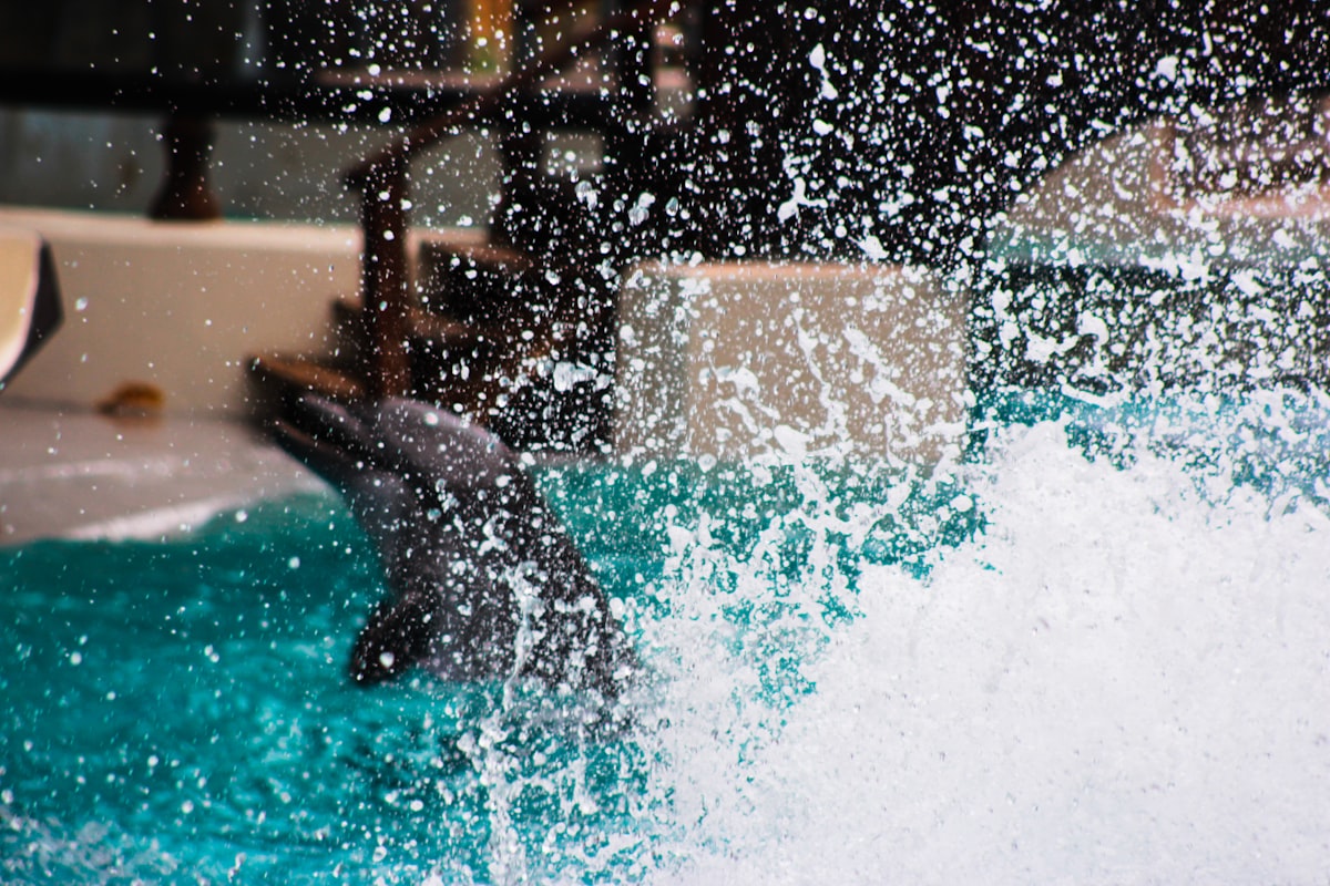dolphins breaching the water with splashes related to Unlocking Comfort and Relaxation with Hydro Massage Beds