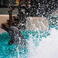 dolphins breaching the water with splashes related to Unlocking Comfort and Relaxation with Hydro Massage Beds