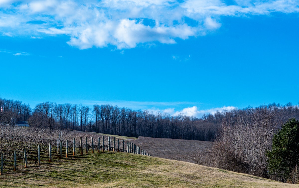 Dormant Vineyard and Trees decorate the Hills related to Luxurious Escape: Wine, Wineries & Bed & Breakfasts in Virginia