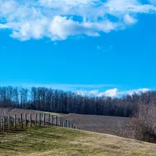 Dormant Vineyard and Trees decorate the Hills related to Luxurious Escape: Wine, Wineries & Bed & Breakfasts in Virginia