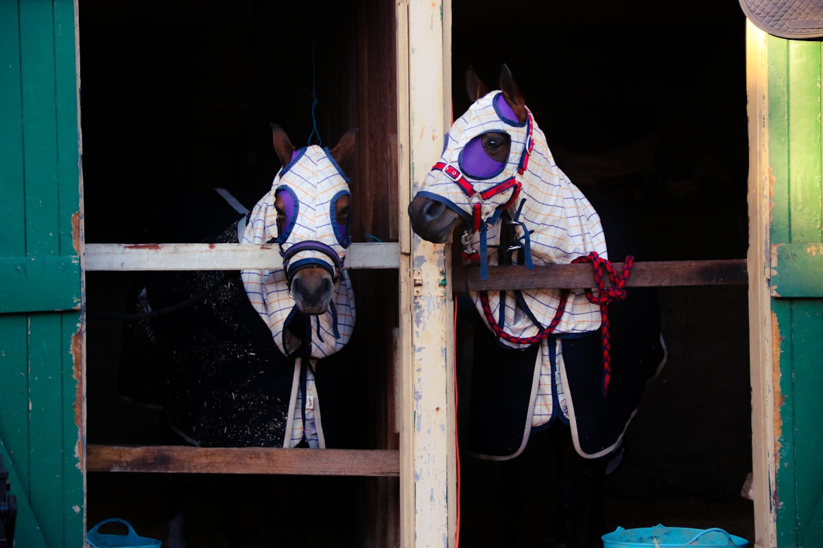 EKKA Exhibition in Queensland, AU, 2019 related to Choosing the Right Bedding for Your Twin Horses