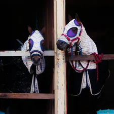 EKKA Exhibition in Queensland, AU, 2019 related to Choosing the Right Bedding for Your Twin Horses