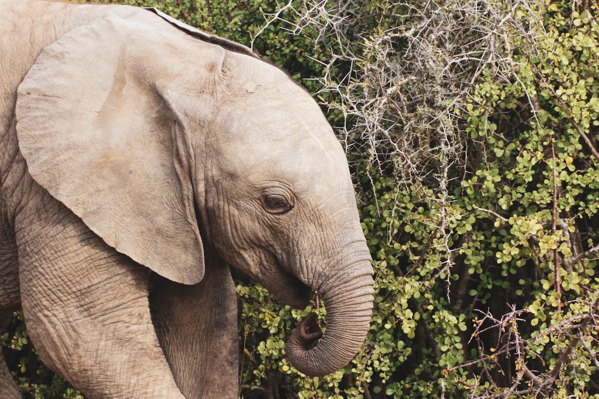 elephant pofile related to The Ultimate Guide to Baby Elephant Bedding: Comfort and Style for Your Little One
