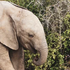 elephant pofile related to The Ultimate Guide to Baby Elephant Bedding: Comfort and Style for Your Little One
