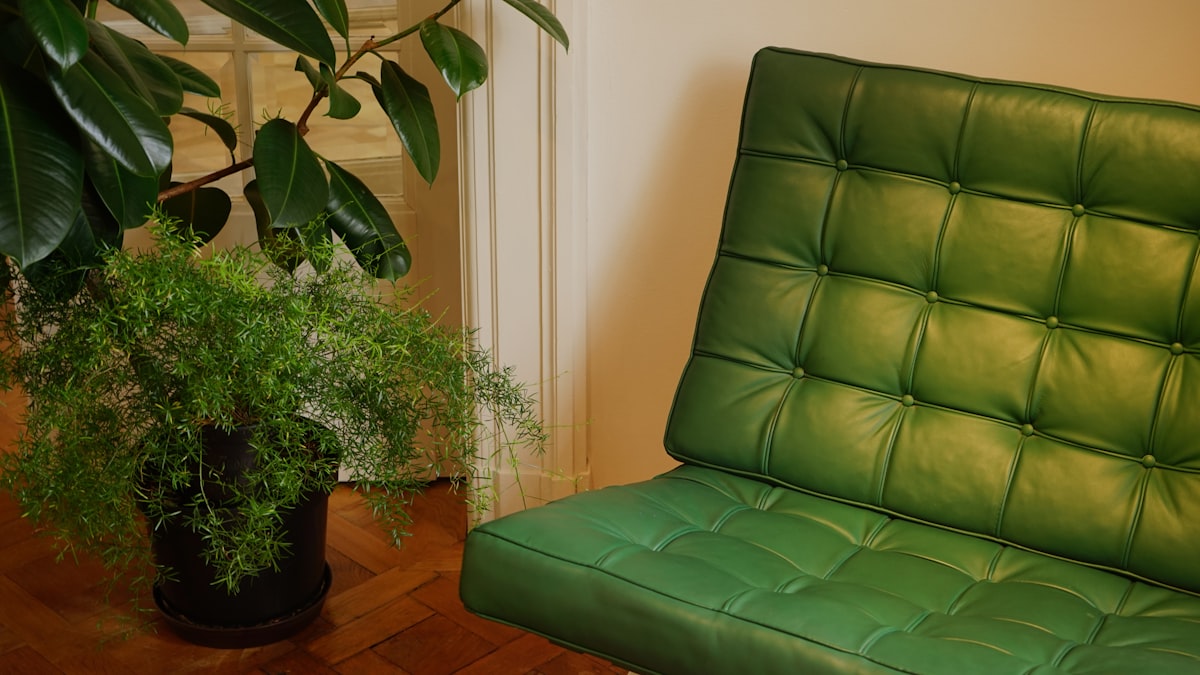 empty green leather padded sofa by plant in pot related to The Ultimate Sleeping Solution: Futon Sofa Bed