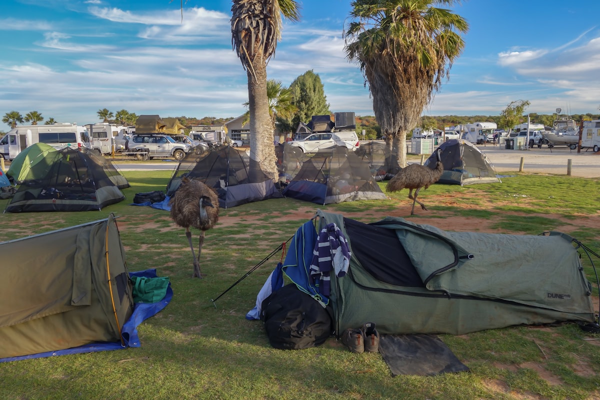 Emus wander through a campground with tents and palm trees. related to Best Space-Saving Low Bunk Beds for Any Room